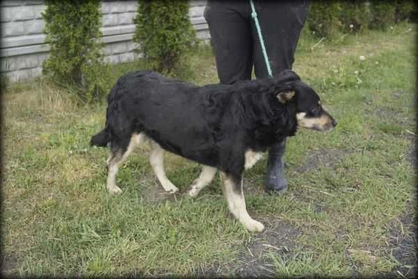 Mito - spokojny psiak poleca się do adopcji