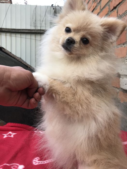 Шпиц померанский девочка