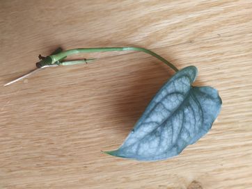 Monstera siltepecana roślina kolekcjonerska doniczkowa srebrne liście