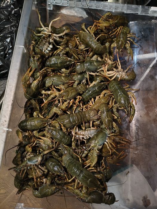 Раки живі, дикі р.Дніпро