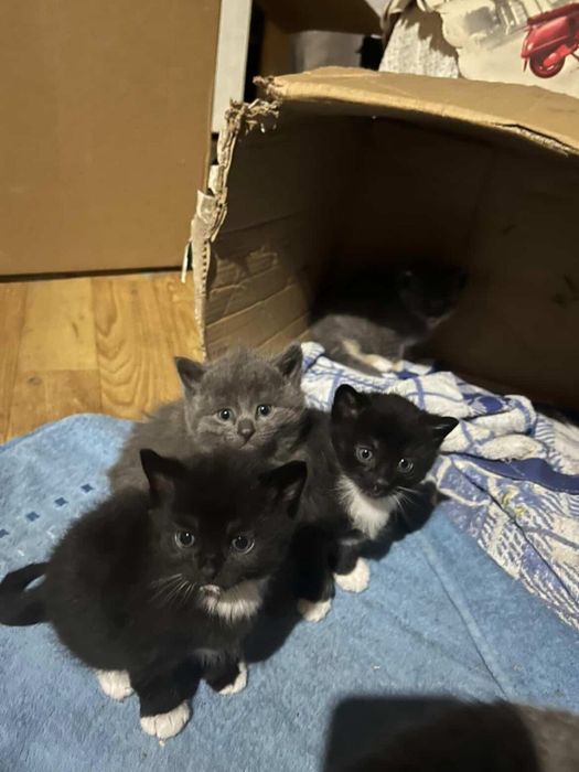 Кошенята в добрі руки безкоштовно!