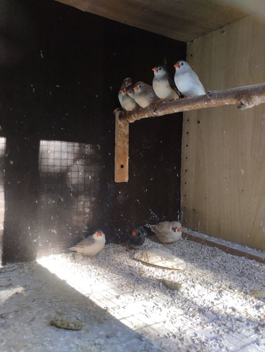 Papugi faliste i zeberki rudopiersne