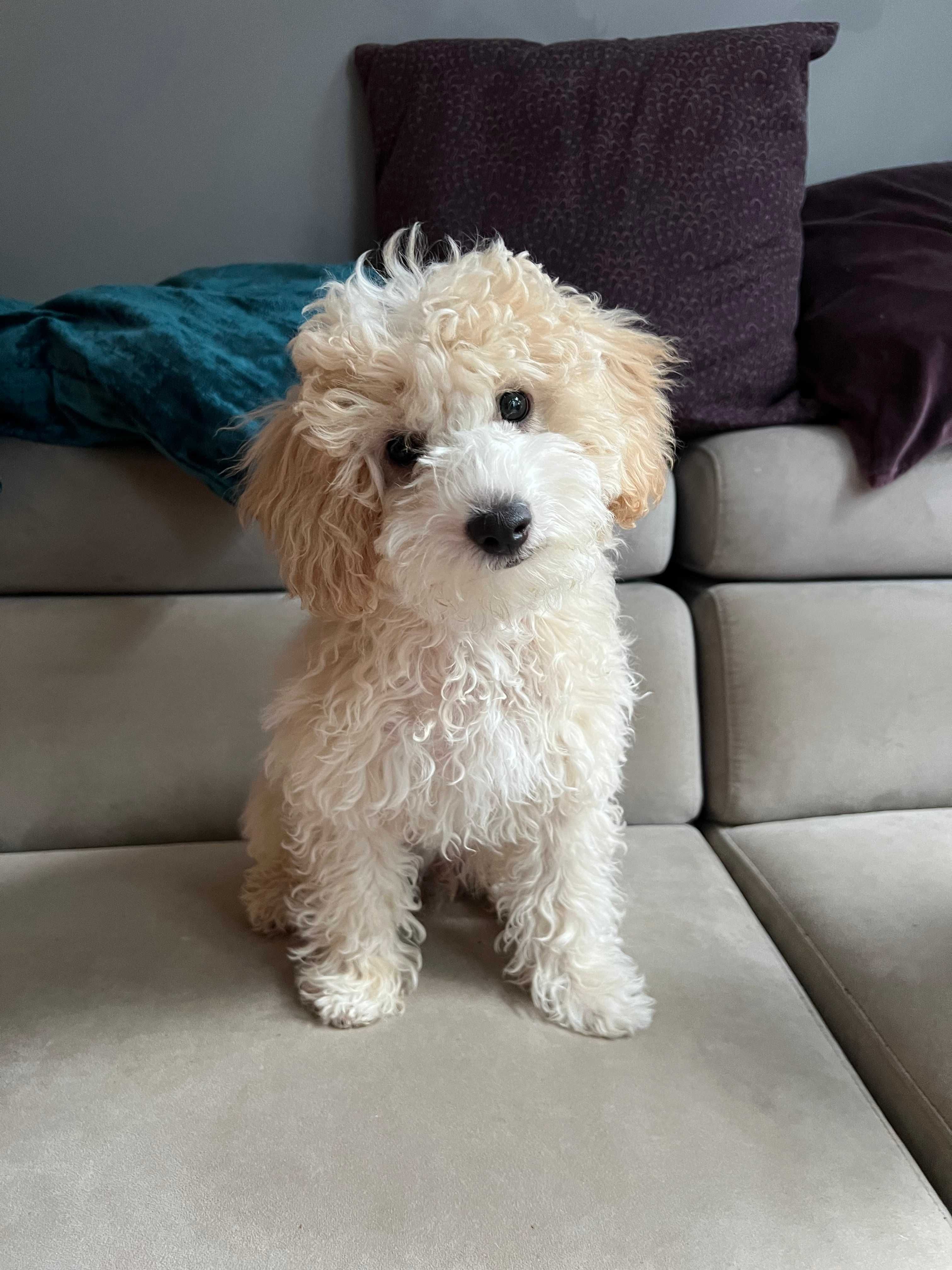 Maltipoo F2 piesek gotowy do odbioru, domowa hodowla