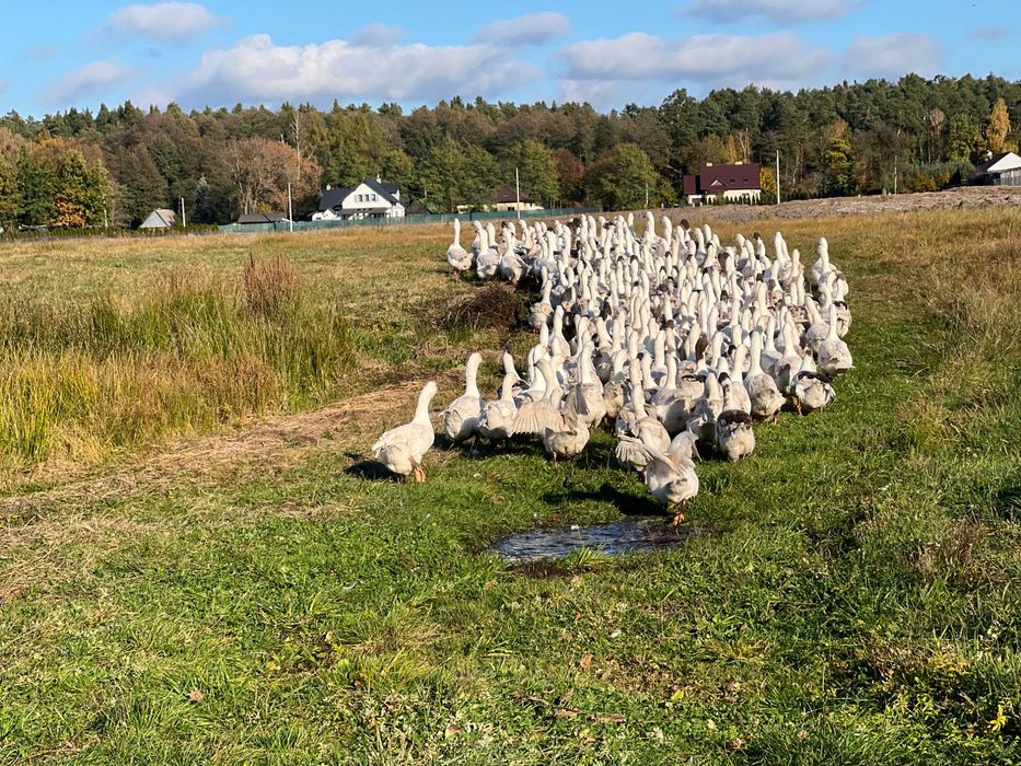 Sprzedam tuszki gęsi
