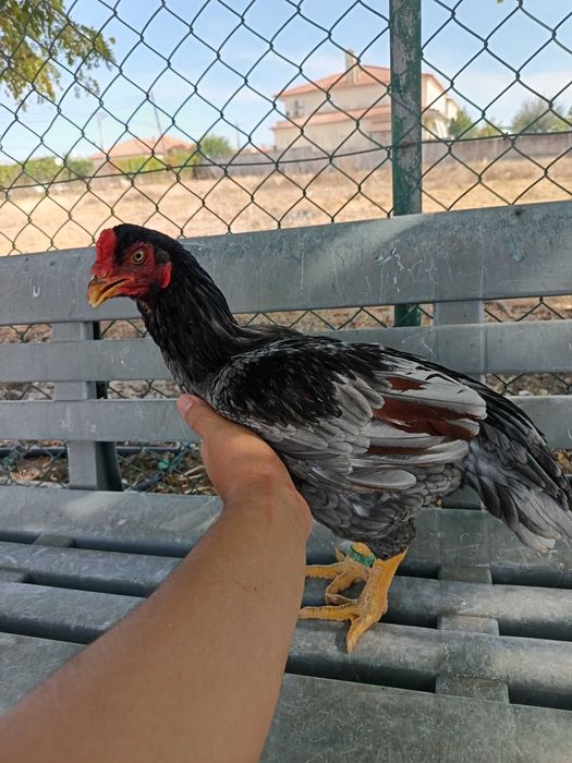 TOP 10 CORNISH azuis e pardos