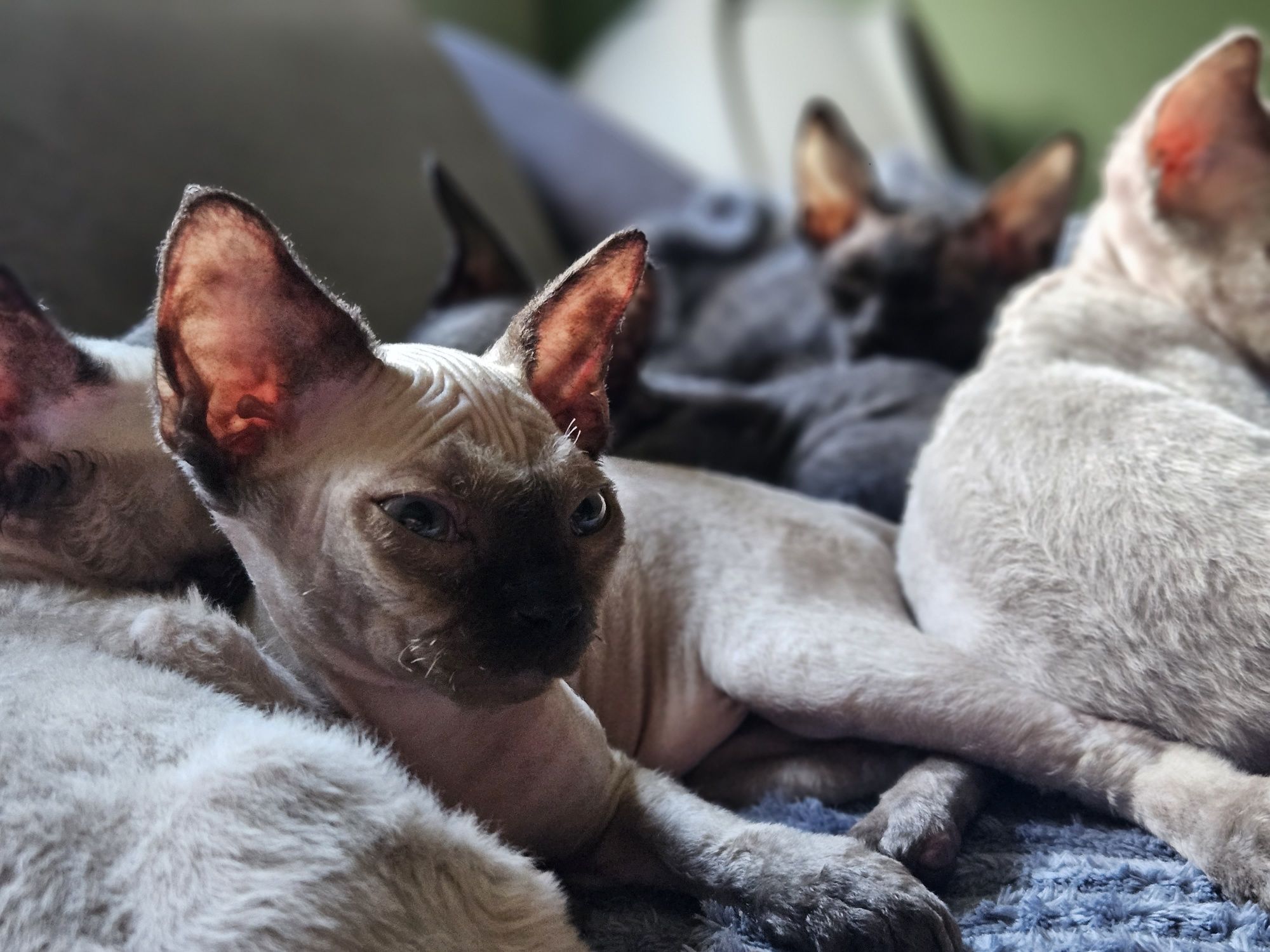 Czekoladowy point Devon Rex FPL