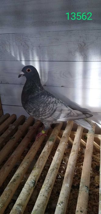 Gołębie pocztowe rubella