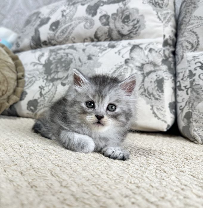 Настоящие Львята )