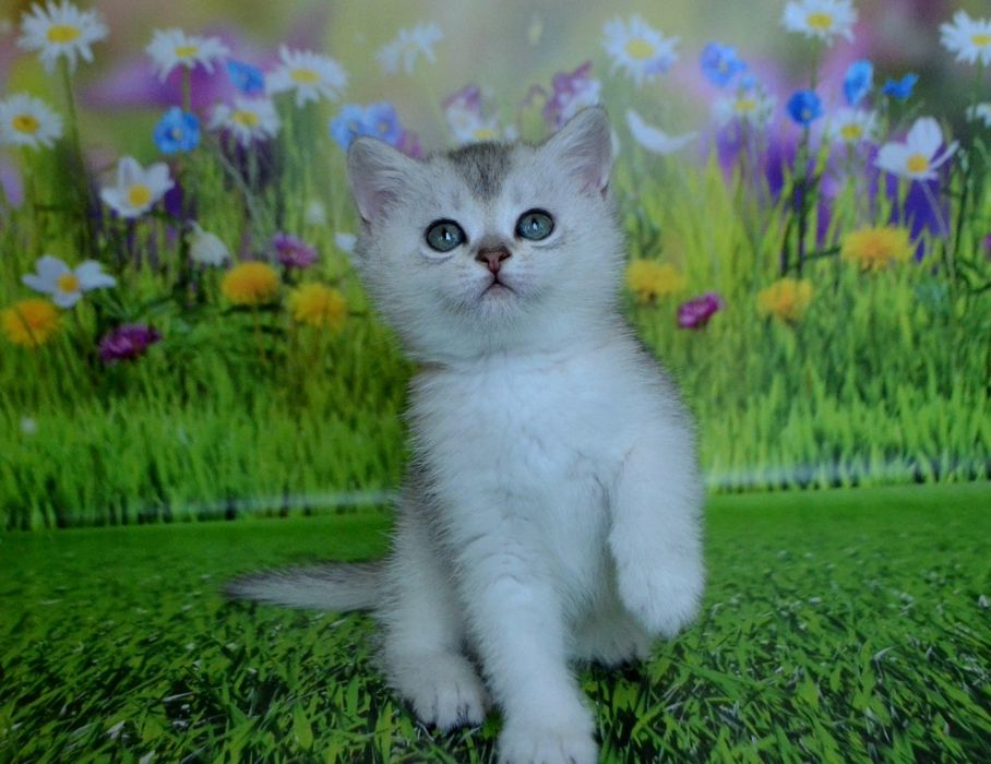 Ласкаві та ручні шиншили ( Сріблясті)