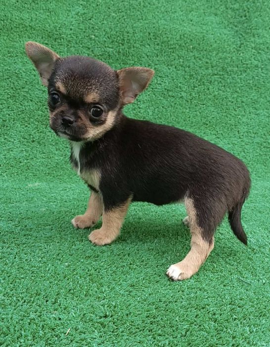 Щенки чихуахуа девочки и мальчики