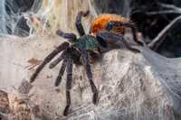 Chromatopelma cyaneopubescens maluchy L1, L2 oraz podrostki L5-L6