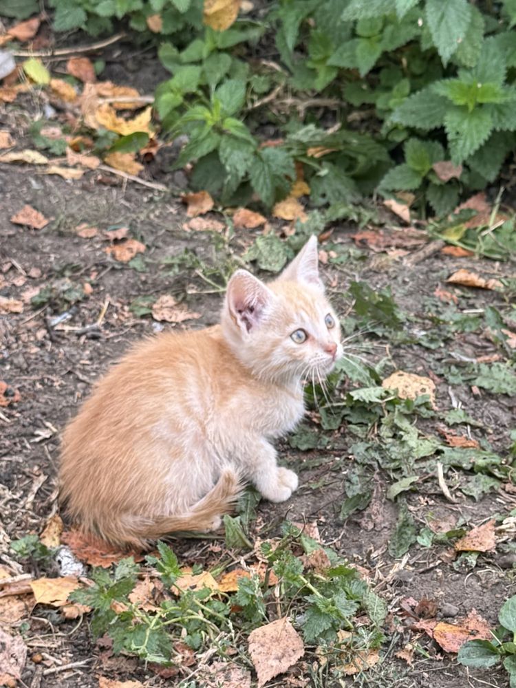Котики в добрі руки
