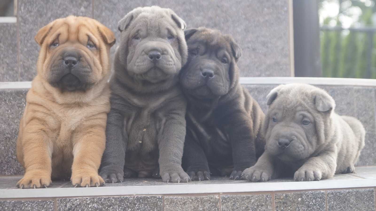 Eros,Blekitny samiec Shar Pei, do rezerwacji, zagraniczni rodzice FCI