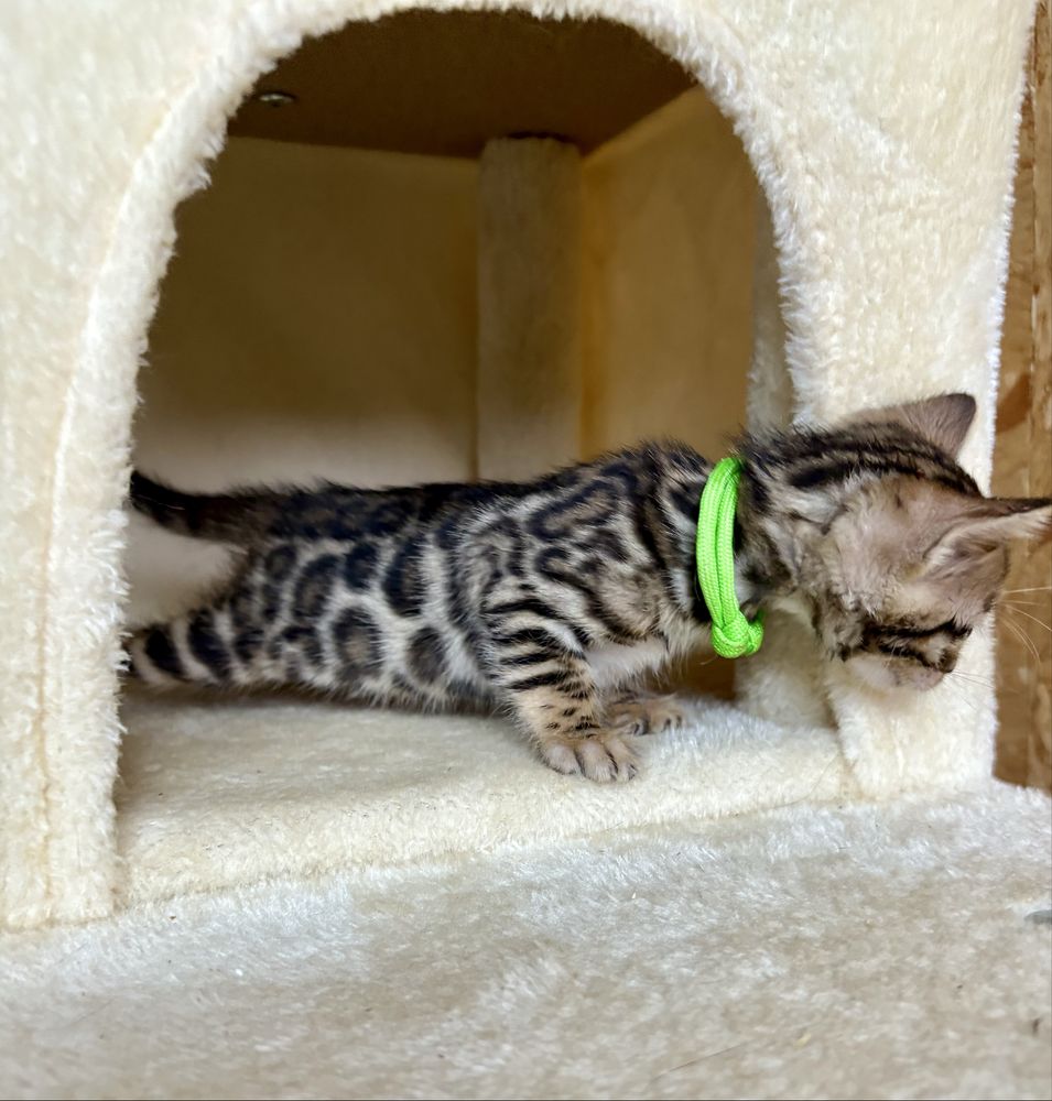 Gata Bengal com pedigree e afixo