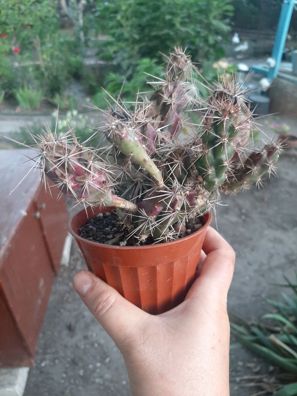Кактус Grusonia emoryi