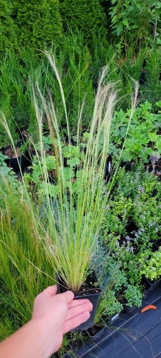 Злакові трави: пеннісетум, міскантус тощо