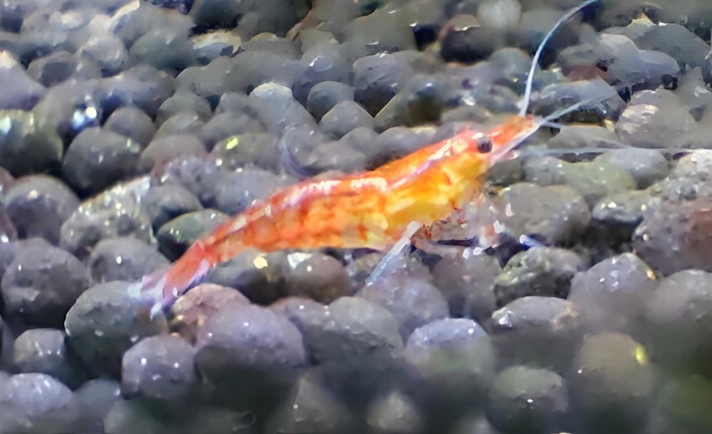 CAMARÃO NEOCARIDINA RED CHERRY