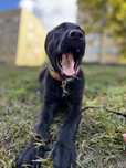 Adopcao labrador femea