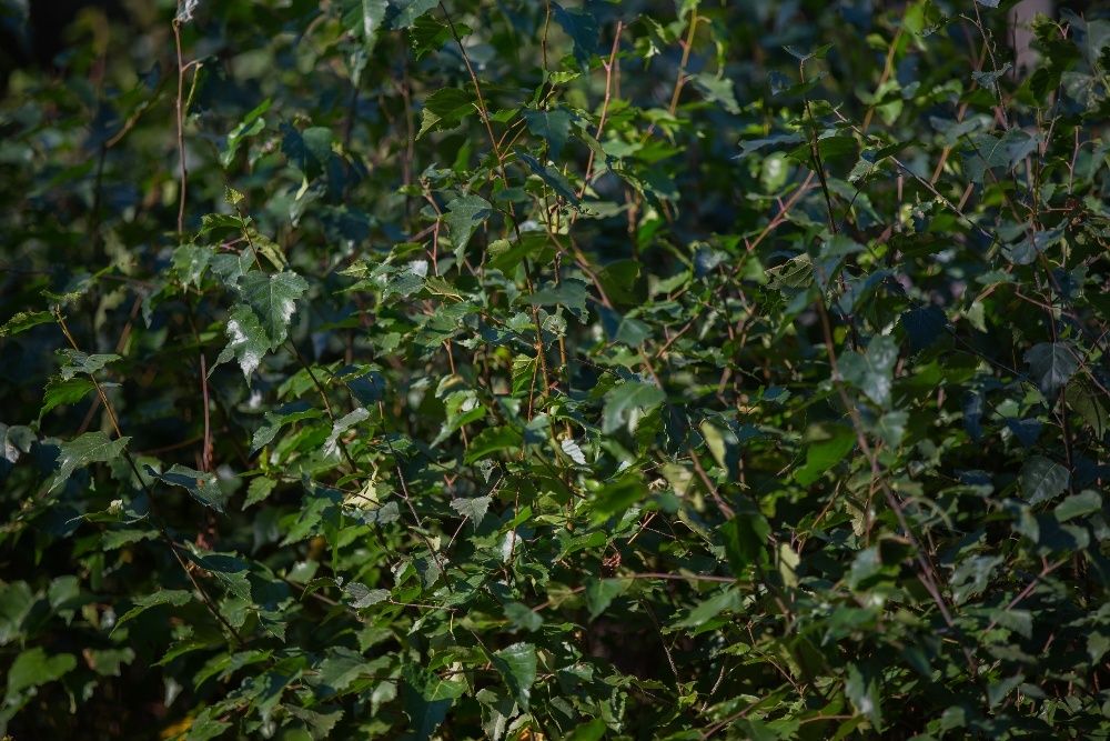 Brzoza Brodawkowata (Betula Pendula) wysokość 120- 150 cm, donica 3l