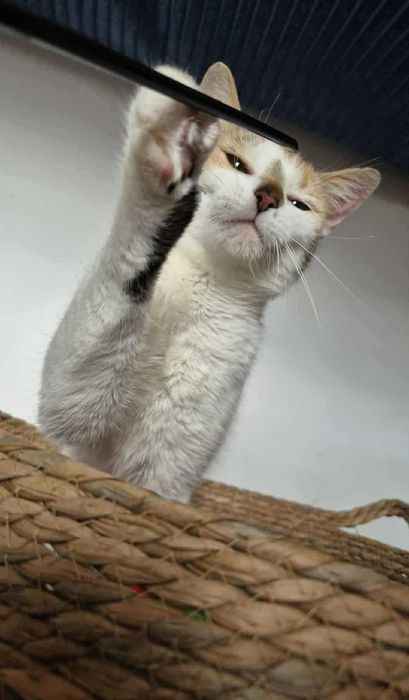 Mirinda - młoda kotka do adopcji