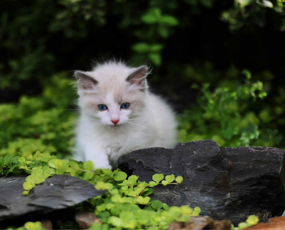 Ragdoll cudny chlopczyk :)