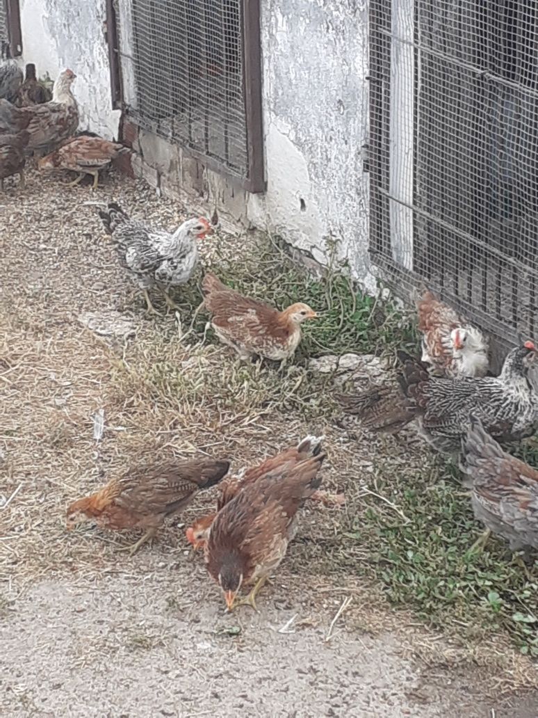 Coquichas para criação