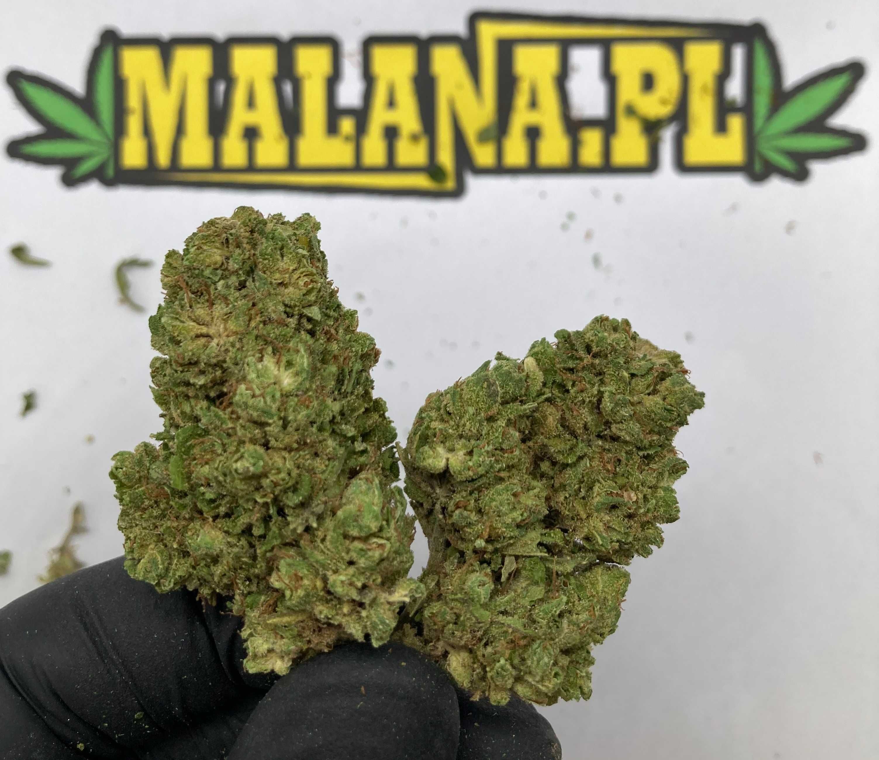 Lekki Jasny Susz CBD Pineapple Express 10g || MALANA.PL CBD