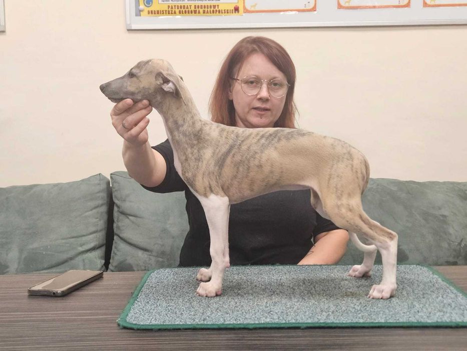 Whippet ZKwP sunia MICHELLE