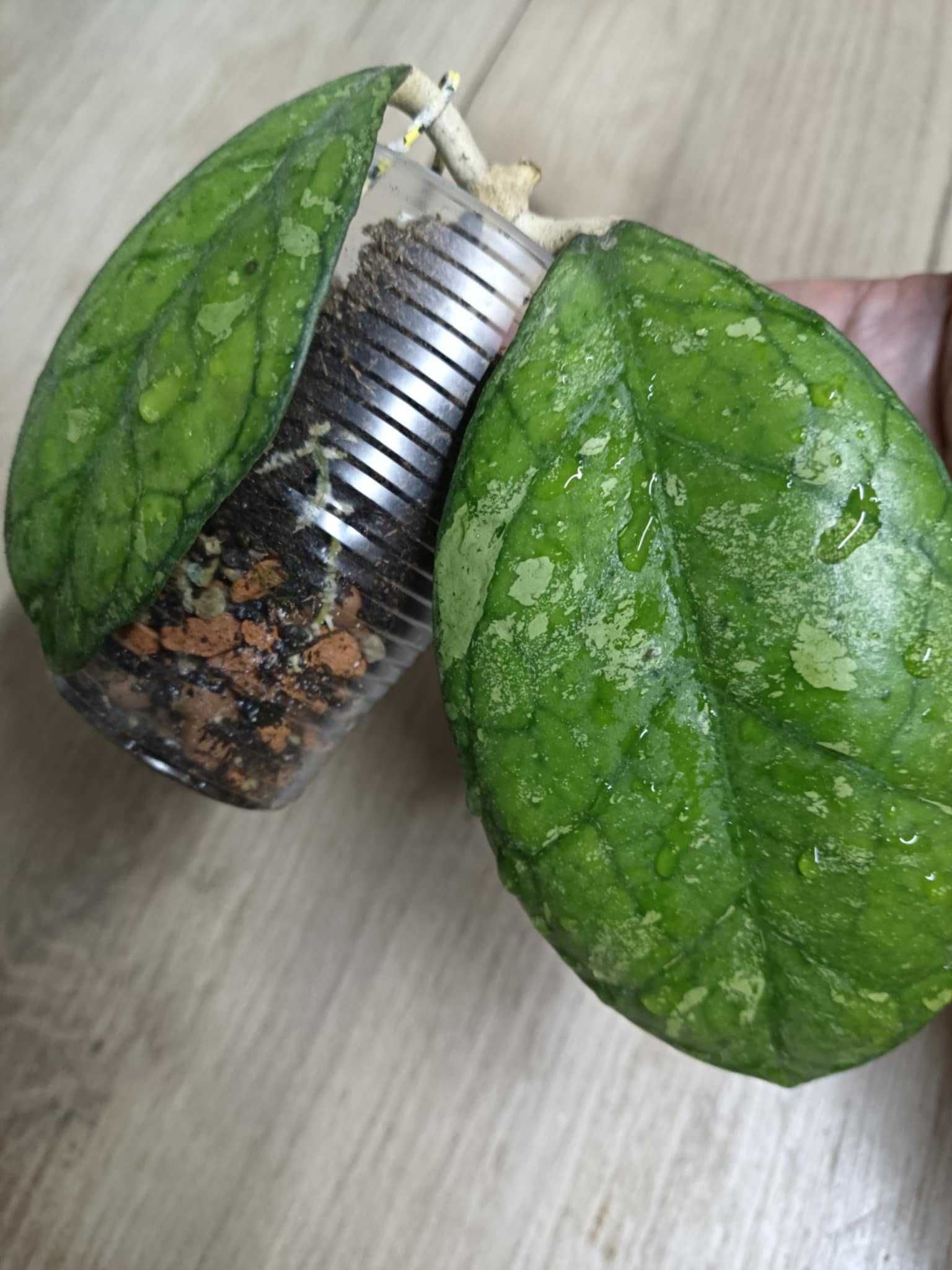 Хойя Hoya Larisa