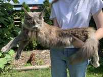 Kotka Maine coon po championie