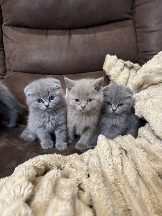 Кошенята висловушки .Дівчата і хлопчики