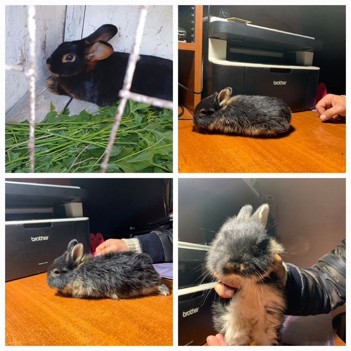 Англійський Чорно-вогненний кролик Рекс (Тан)