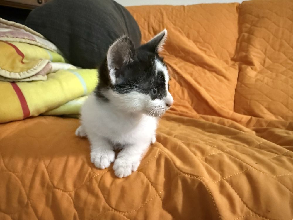 Gatinho macho para adopção