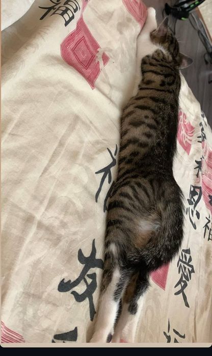 Отдам котика в добрые руки
