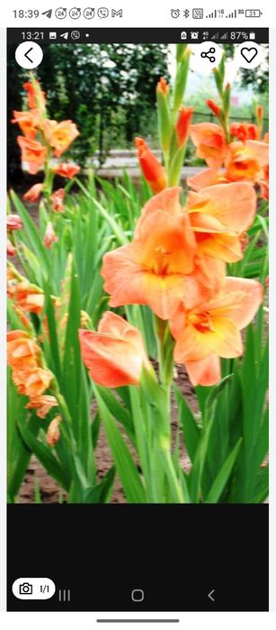 Гладиолусы луковицы