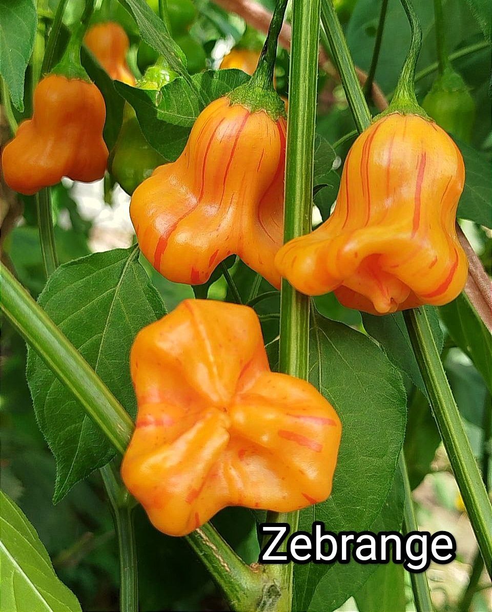 Насіння гострого перцю. Кароліна ріпер, Carolina Reaper