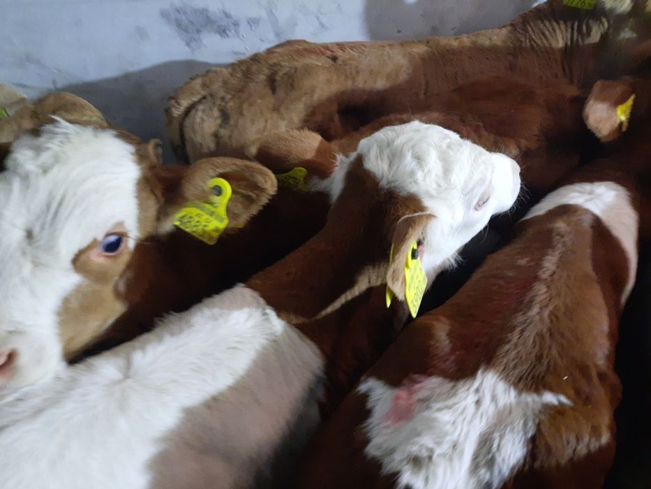 Sprzedam cielaki mięsne byczki