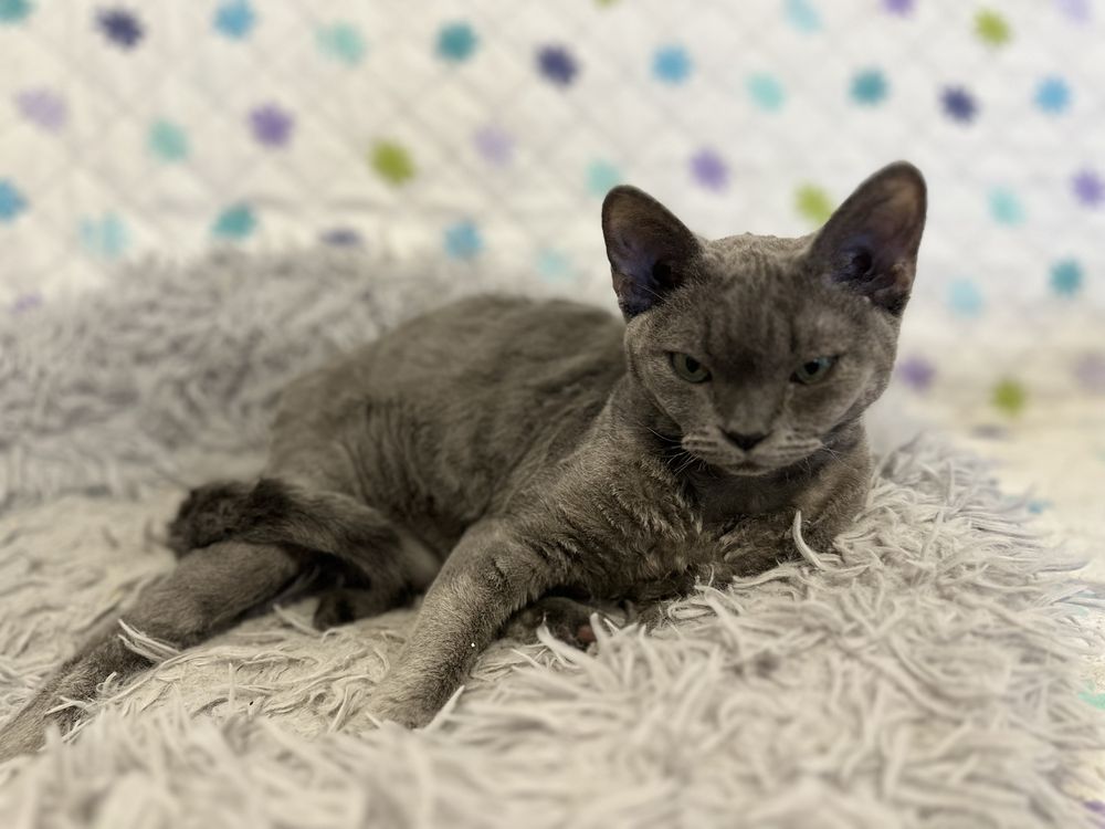 Devon rex  oferta majówkowa .kotka ur 15.08.2023 gr krwi A