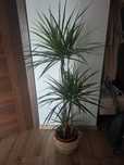 Sprzedam dracena marginata