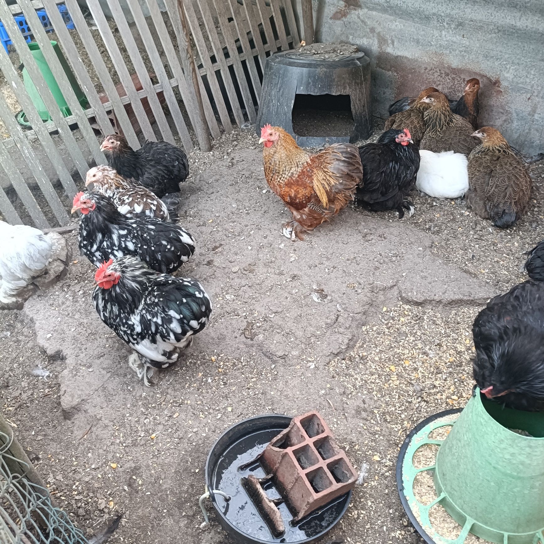 Casais de Pekin Várias Cores