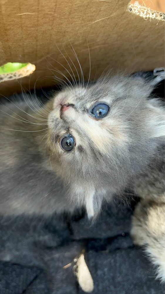 Котенок девочка 1 месяц