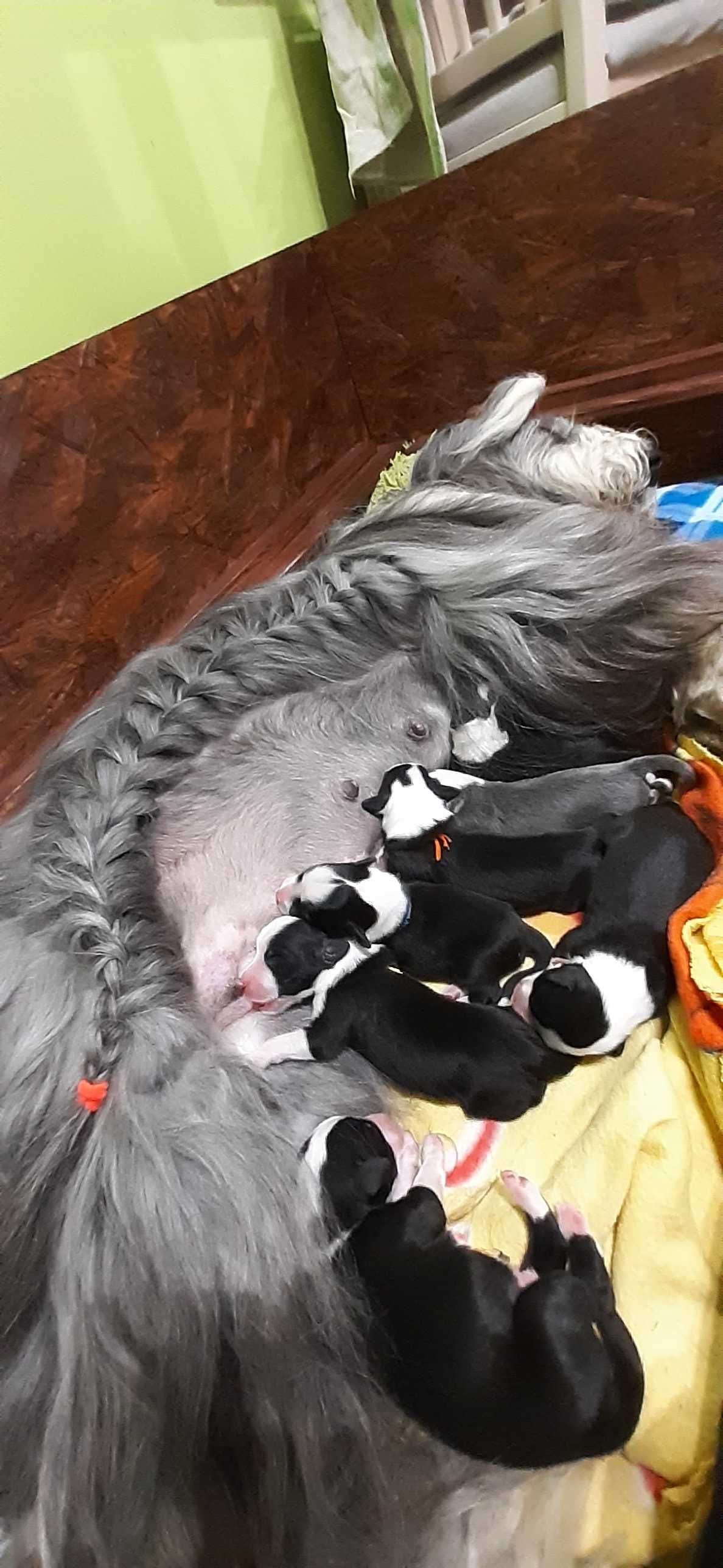 Bearded collie rodowód szczeniak FCI