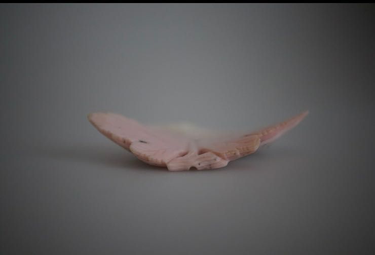 Coral Mediterrâneo  esculpido