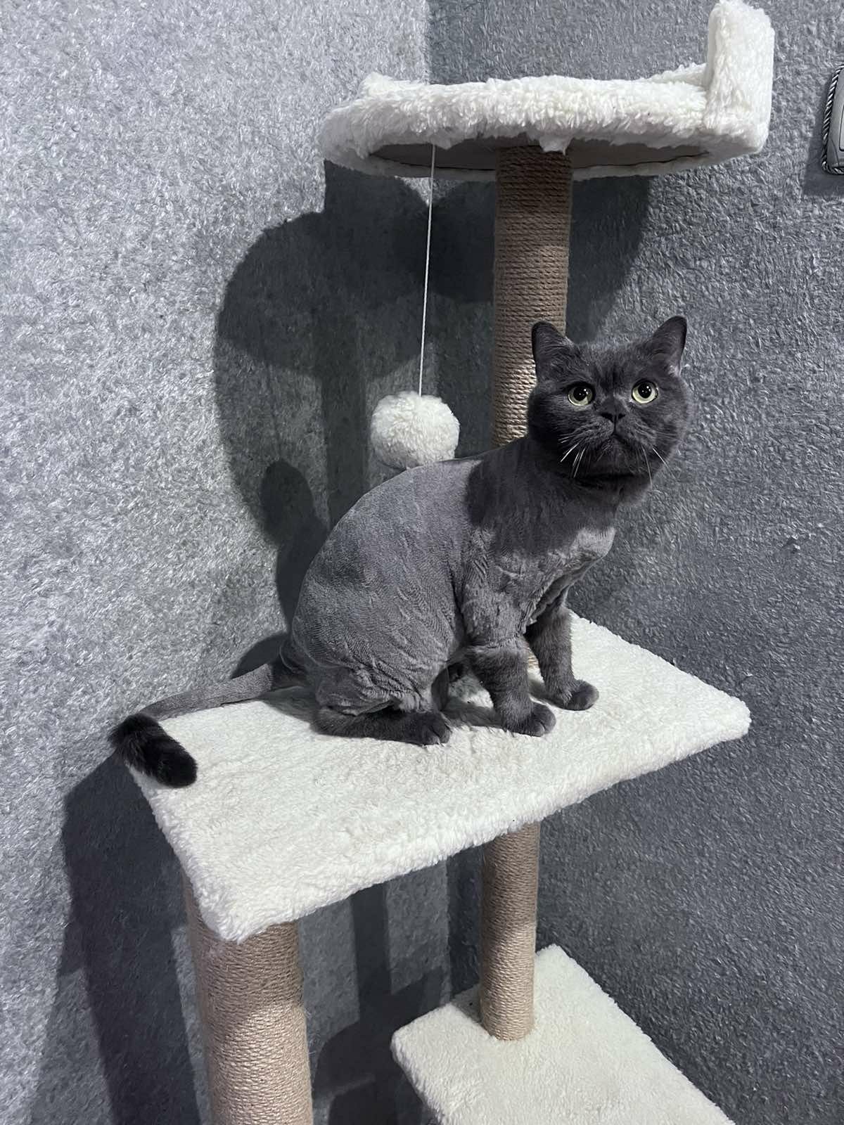 Сезонна стрижка котиків