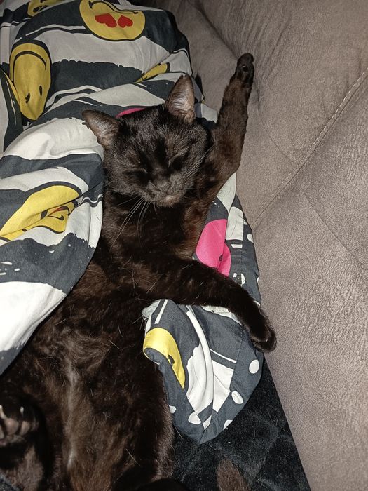 Kot brytyjski czarny