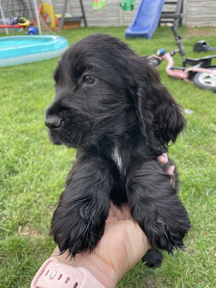 Chlopak cocker spaniel angielski badania genetyczne