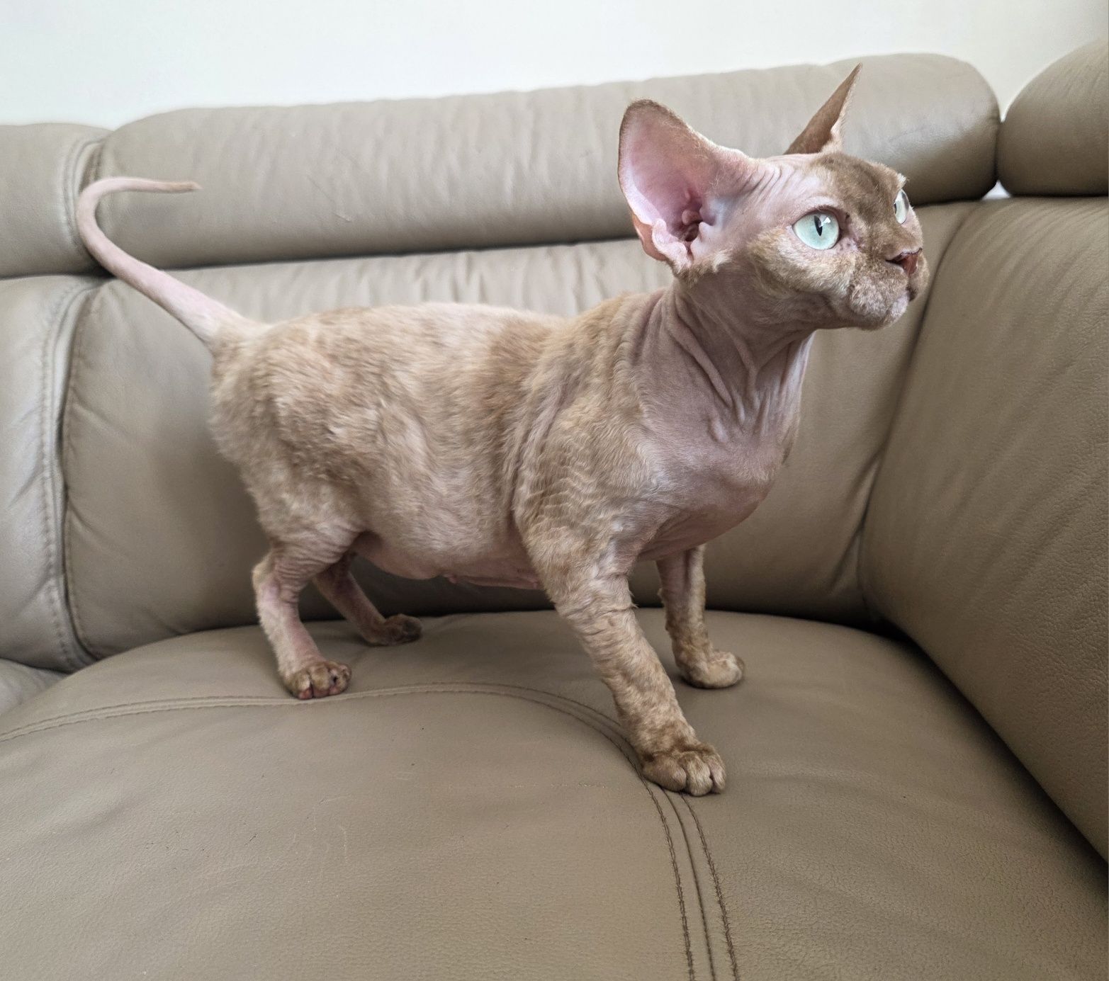 Devon Rex - Endorfinka - Gotowa do zmiany domku - Trójmiasto