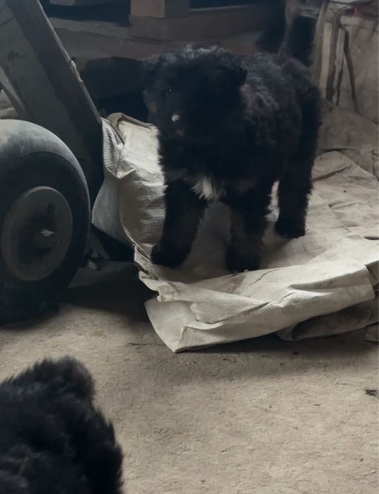 Цуценята  німецької вівчарки