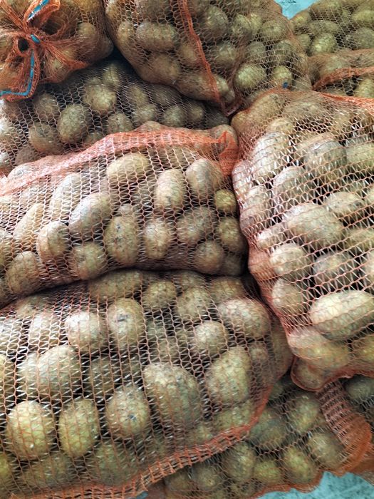 Ziemniaki Soraya Bella Rossa Mio Connect