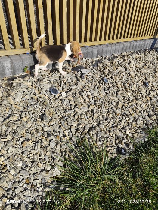 Wzorowa suczka Beagle gotowa do odbioru metryka czip wyprawka 3 szczep